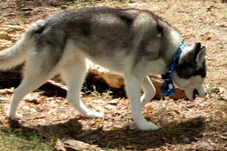 Dog Park Aug 23 01.JPG